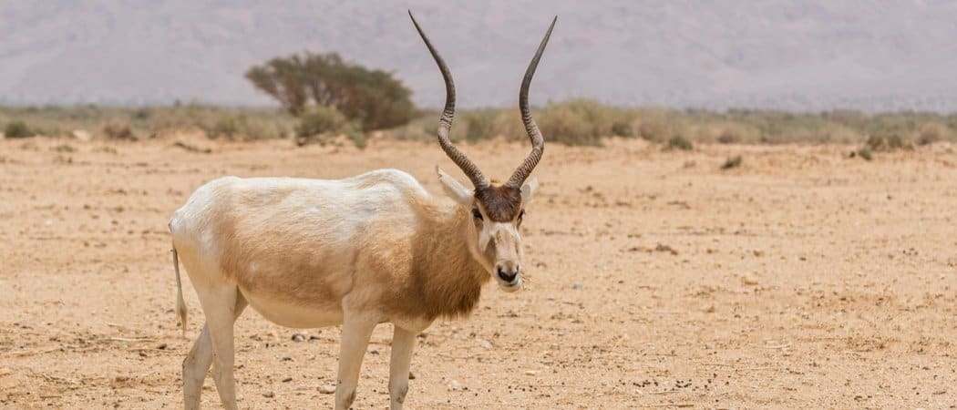 The Addax