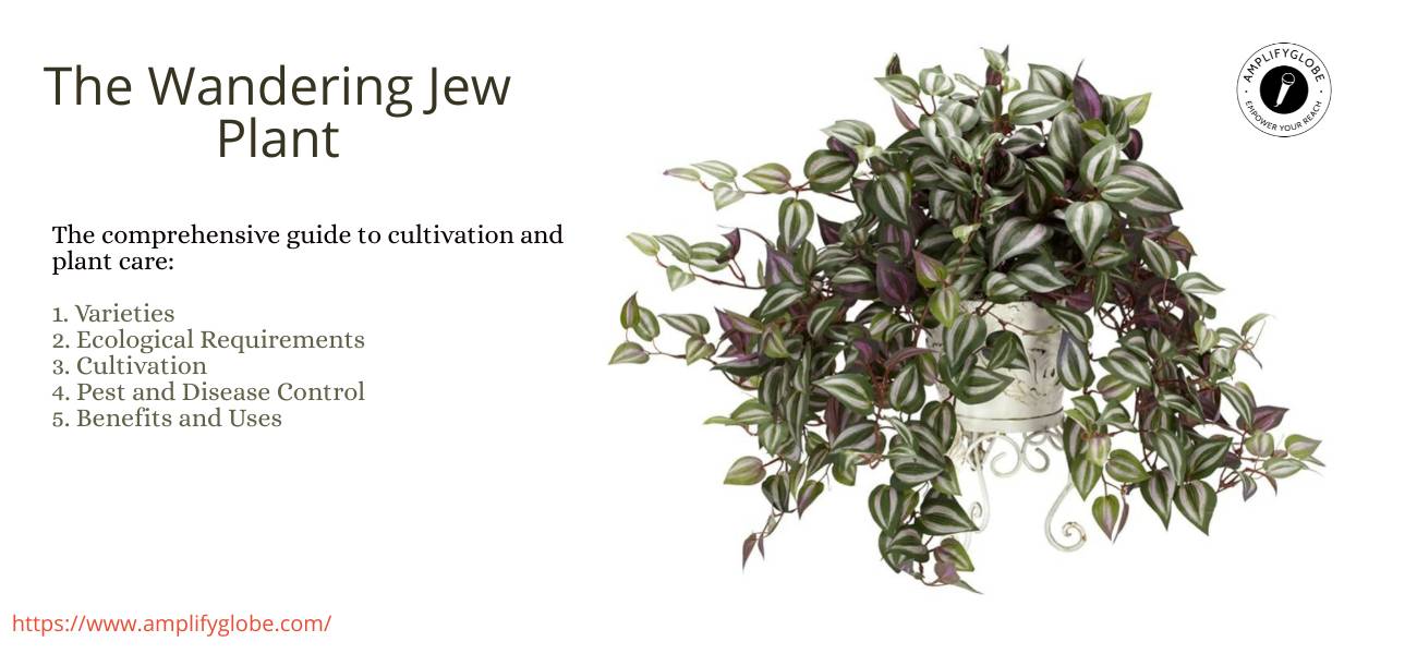Wandering Jew Plant