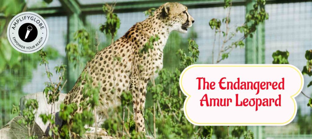 The amur leopard