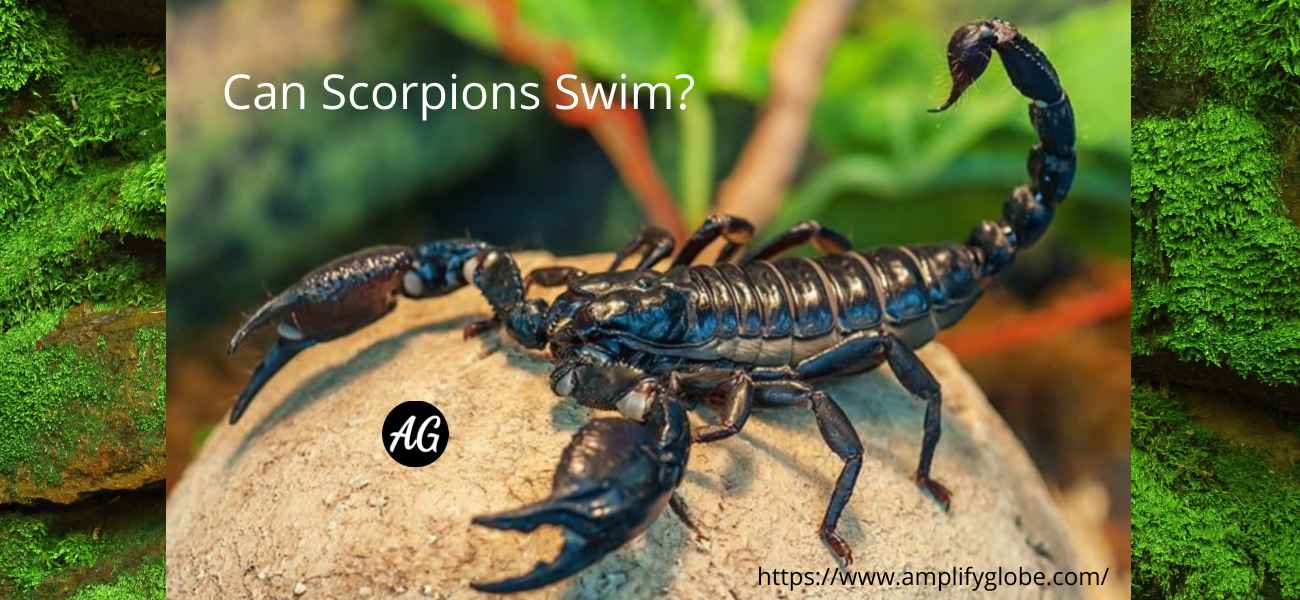 can scorpions swim