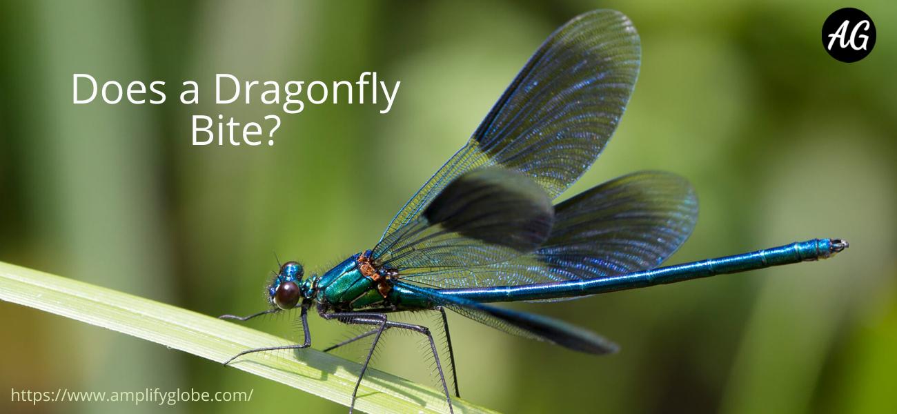 does a dragonfly bite