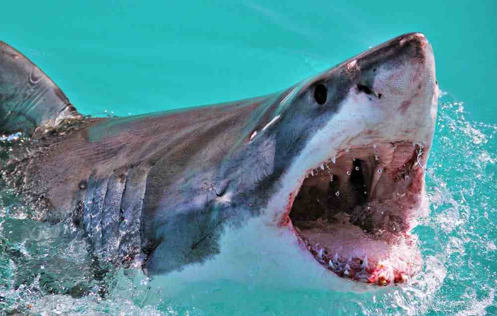 do sharks have tongues